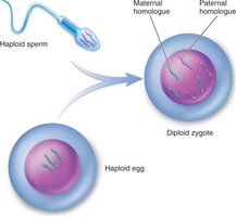 Fertilization diagram