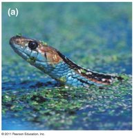 Yellow lady's slipper in forest habitat
