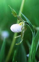 Aquatic garter snake