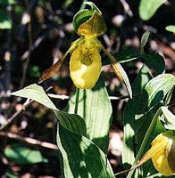 Terrestrial garter snake