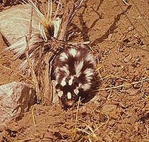 Western spotted skunk range map