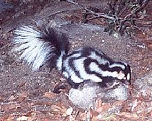 Eastern spotted skunk range map