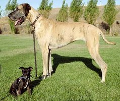 Two dogs of different sizes