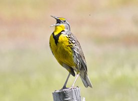 Western meadowlark singing