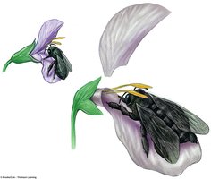 Mechanical isolation in flowers and bees
