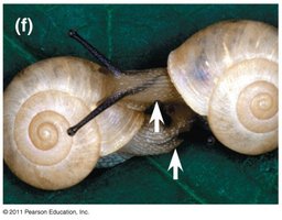 Snails with opposite shell spirals