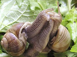 Snails mating