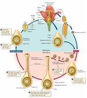 Pollen tube inhibition in flowering plants