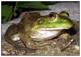 Green frog