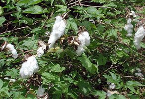Cotton plants hybrid breakdown