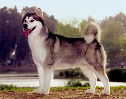 Alaskan malamute