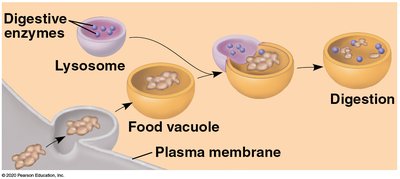 Lysosome function in digestion of food vacuoles