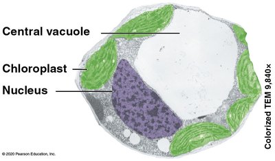 Structure of a chloroplast