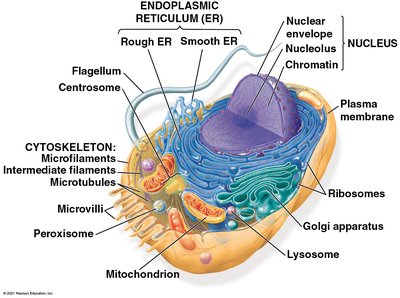 Labeled diagram of a typical animal eukaryotic cell
