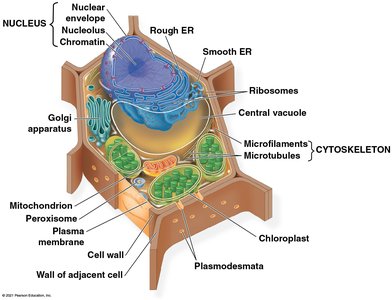 Labeled diagram of a typical plant eukaryotic cell