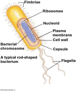 Structure of the nucleus and associated organelles