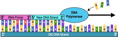 Diagram showing DNA polymerase extending a new DNA strand from an RNA primer on a template strand