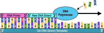 Cartoon illustrating DNA polymerase's 5' to 3' directionality