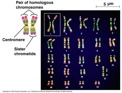 Human karyotype with homologous chromosomes, centromere, and sister chromatids labeled