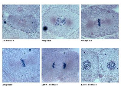 Stages of mitosis in plant cells: Interphase, Prophase, Metaphase, Anaphase, Early Telophase, Late Telophase