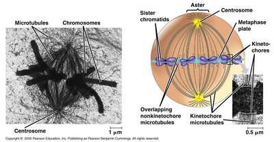 Mitotic spindle structure and chromosome alignment