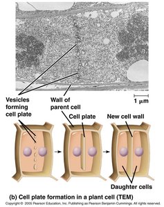 Cell plate formation in plant cell cytokinesis