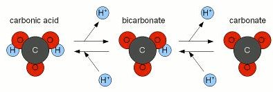 Bicarbonate buffer system with H+ acceptance and donation