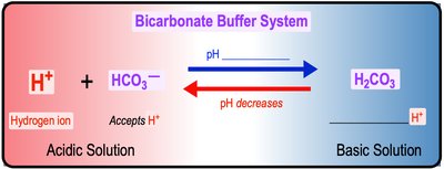 Bicarbonate buffer system with H+ acceptance and donation