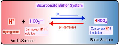 Bicarbonate buffer system, pH regulation