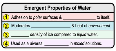 Emergent properties of water (cohesion, adhesion, surface tension, etc.)