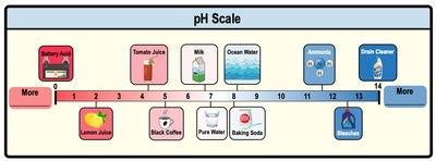 Bicarbonate buffer system pH regulation