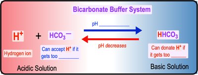 pH scale balance