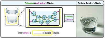 Cohesion and adhesion of water, surface tension