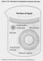 Amphipathic molecules in water: micelles and bilayers