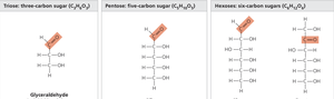 Structures of trioses, pentoses, and hexoses