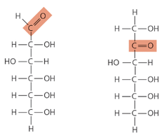 Aldose vs. ketose monosaccharides