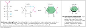 Linear and ring forms of glucose