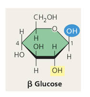 Beta glucose structure