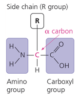 Amino acid structure with alpha carbon