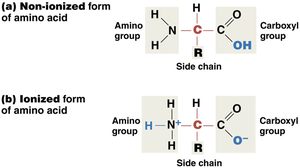Ionized and non-ionized forms of amino acids
