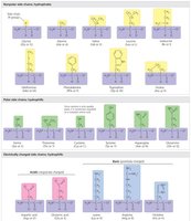 Amino acid side chain classification