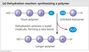 Dehydration synthesis of a polymer
