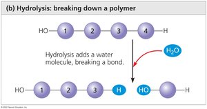 Hydrolysis of a polymer