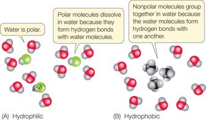 Hydrophilic and hydrophobic interactions in water