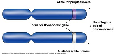 Homologous chromosomes with different alleles at the same locus