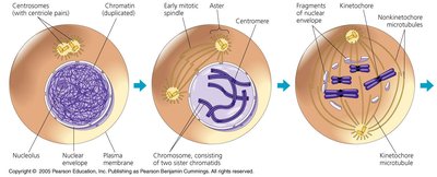 Microscopic images of mitosis stages