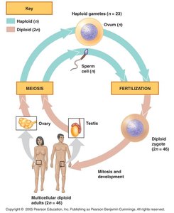 Human sexual cycle: meiosis, fertilization, and development