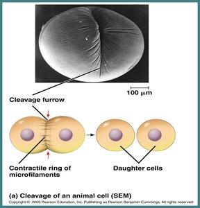 Cleavage furrow in animal cell cytokinesis
