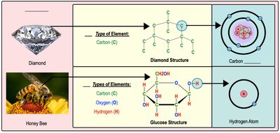 Examples of atoms in diamond and honey bee
