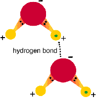 Hydrogen bond between water molecules
